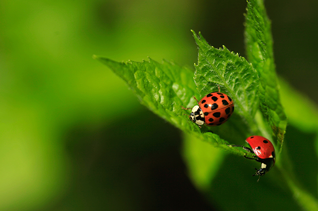 garden pests