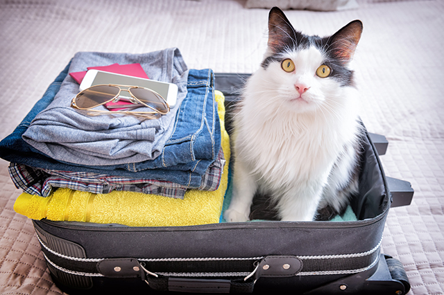 Traveling With Pets: The Tips and Tricks You Need to Know - Your AAA