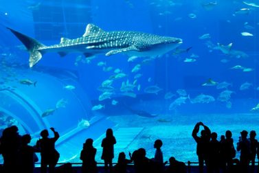 New England Zoos and Aquariums Perfect for Day Trips