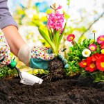landscaping and gardening