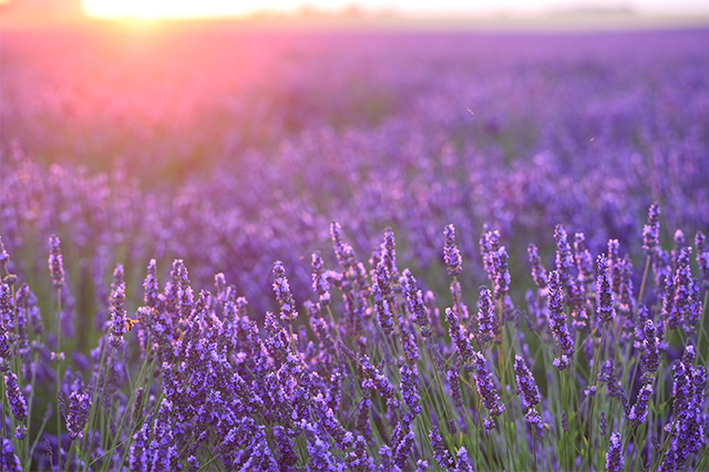 lavender farm in cape cod