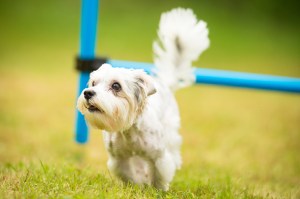 dog running in the yard