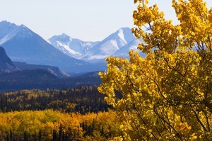 fall foliage in alaska