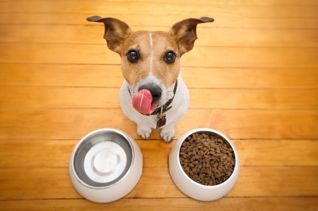 dog with dog treats in a bowl