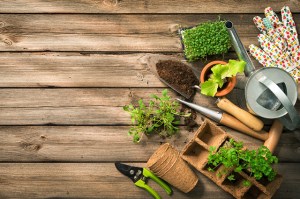 how to grow herbs
