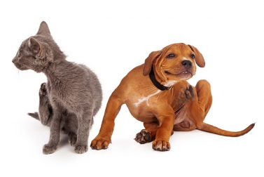 Pet Allergies: When an Itch Means Something More