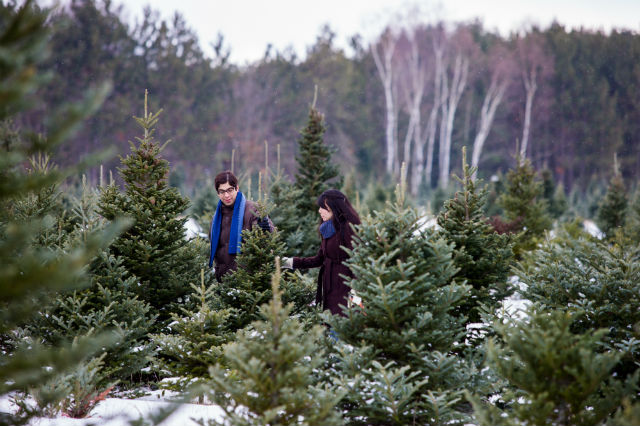 Cut Your Own Tree at Northeast Christmas Tree Farms - Your AAA Network