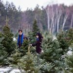 christmas-tree-farms