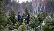 christmas-tree-farms - family looking for a tree