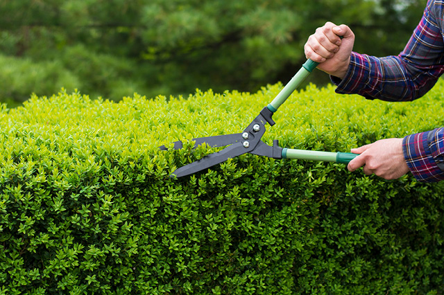 aaa trainer outdoor chores