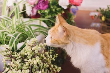 Make a Healthy Atmosphere for Your Animals
