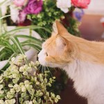 make a healthy home for your pet