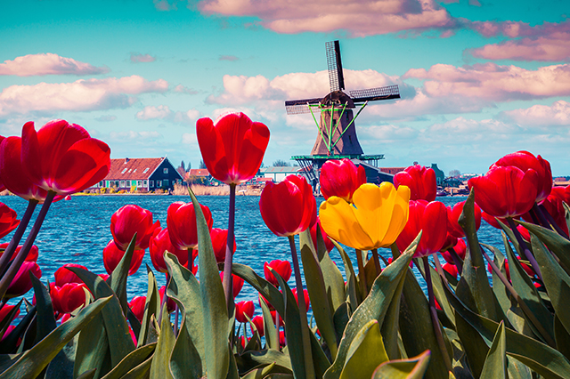 river cruise netherlands tulips