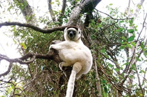 Madagascar lemur