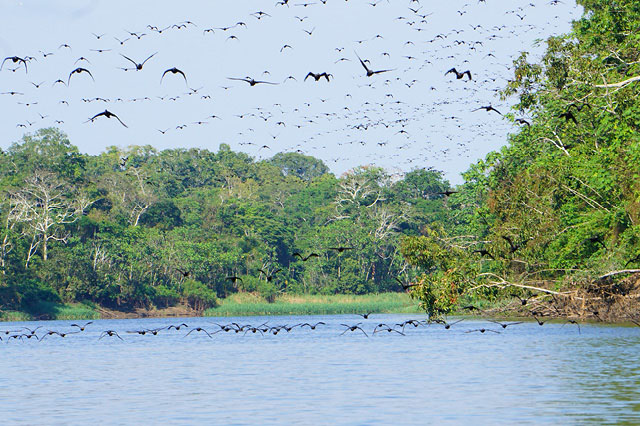Hundreds of cormorants soar over the Amazon River in Peru.