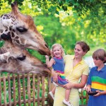 Kids meeting giraffes and the zoo