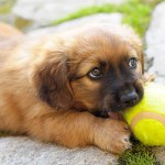 Puppy with a Ball