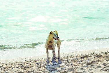Dog-Friendly Beach Vacations in the Northeast
