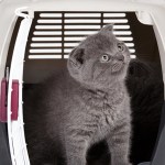gray kittens in carrying case