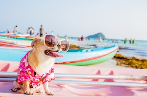 Dog with sunglasses and Hawaiian shirt sitting on beach