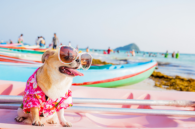 Things to Consider Before Taking Your Pet on Vacation