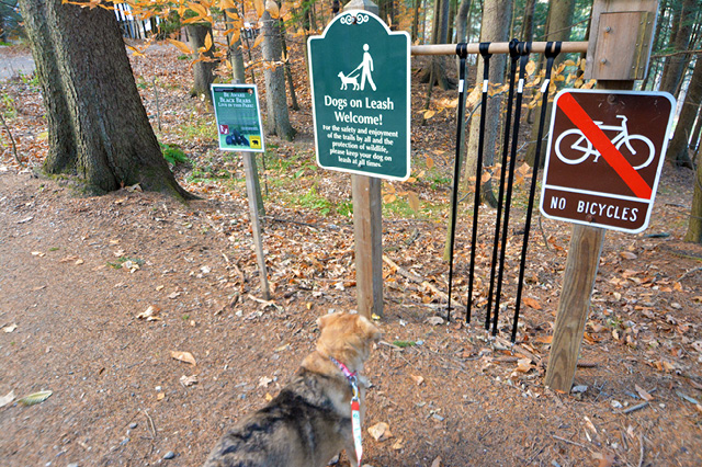 Dog-friendly park
