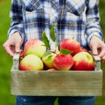 apple picking season
