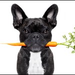 stock photo of dog with a carrot in his/her mouth