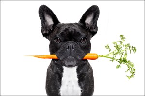 stock photo of dog with a carrot in his/her mouth