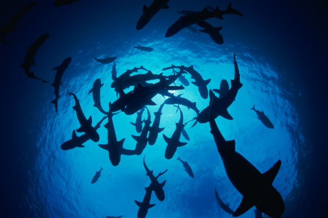 shark diving