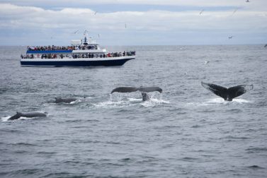 A Whale of a Time: Northeast Whale Watching Tours