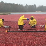 cranberry bogs in massachusetts