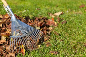 fall landscaping cleanup