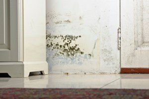 does home insurance cover mold