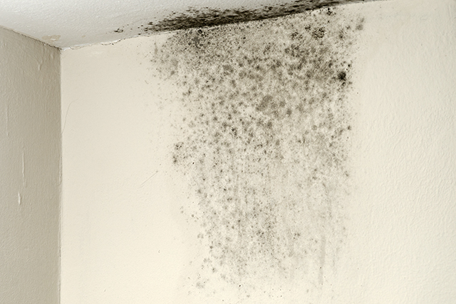 does home insurance cover mold