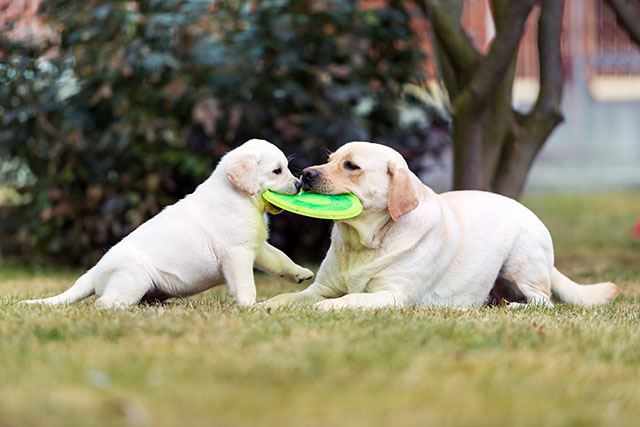 Dog Getting Hit By Frisbee Heck