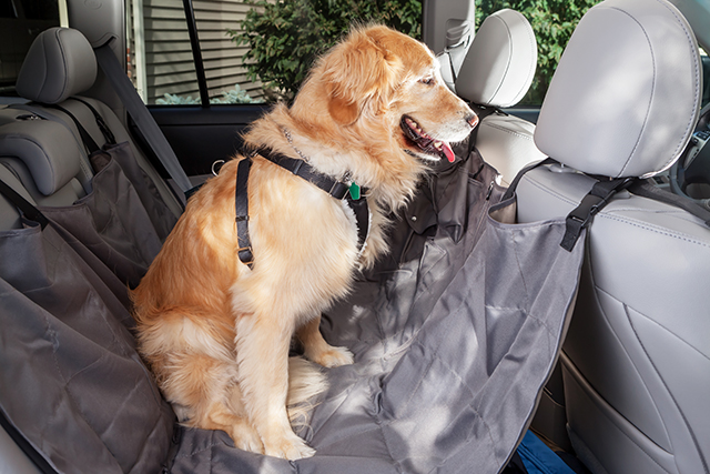 Dog Car Seats: Everything you need to know