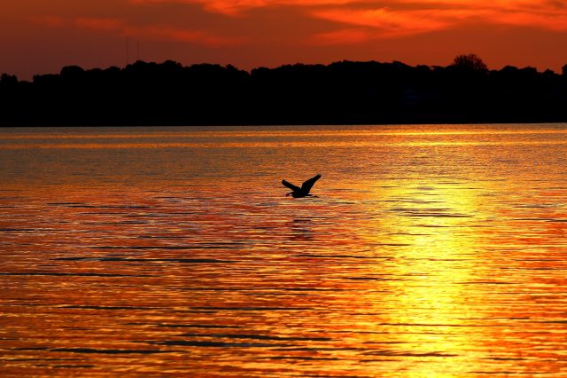 sunrise egret