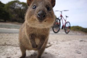 rottnest island quokka