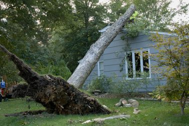 How to Deal With Trees in a Storm