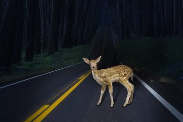 How to Avoid a Deer Collision
