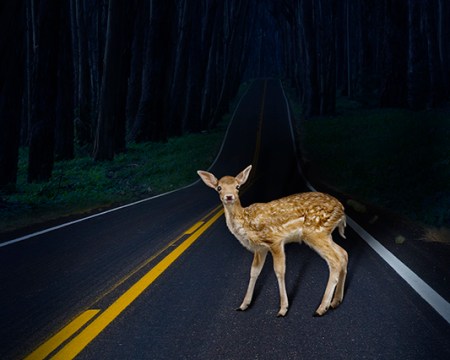 avoid deer collision