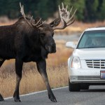Wildlife Crossings in the US