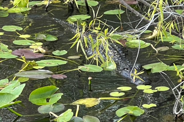 Alligator in water with lily pads