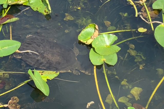 A large turtle swimming under lilypads