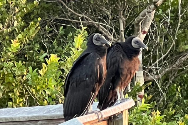 Black vultures site side by side on a railing