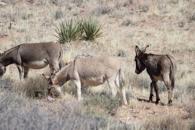 Wild burros in grassy terrain