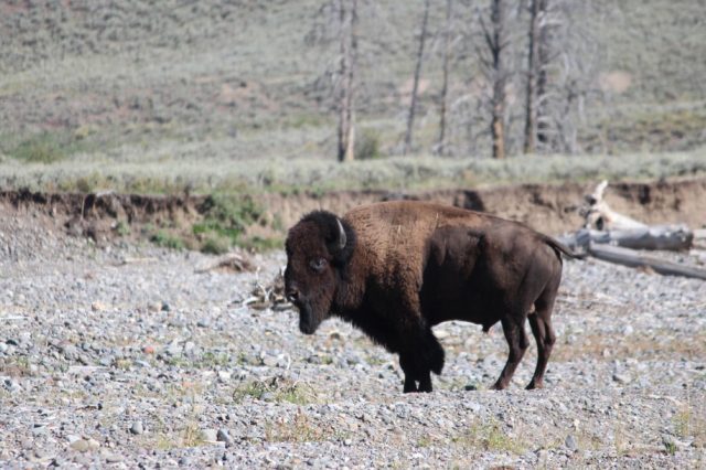 Bison on a rocky, dried-up riverbed