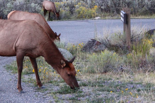 Elk feeding by the roadside.