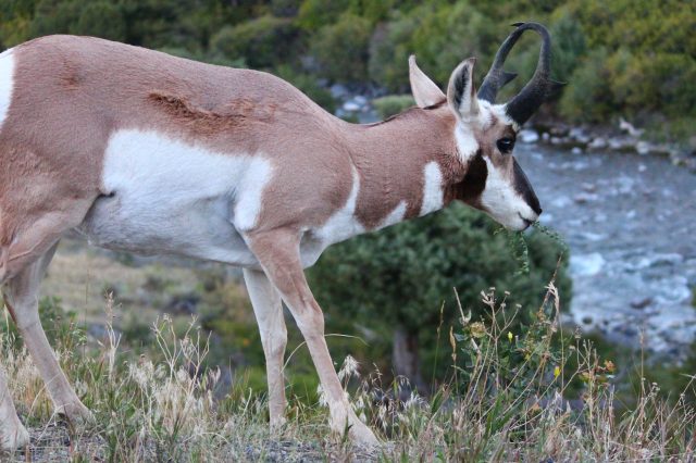 Pronghorn by a river